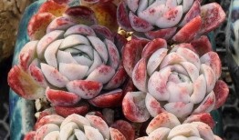 网友爆料多肉视频大全,网友爆料视频大全
