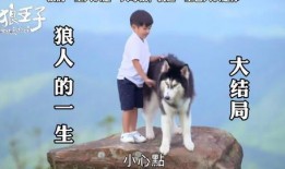 狼王子 在线观看,在线观看，探寻神秘森林的传奇之旅