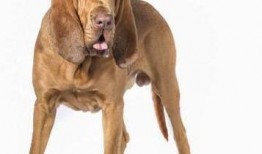 寻血猎犬爆料视频播放,视频播放背后的惊人真相