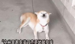 娱乐吃瓜酱多想谈恋爱,一场甜蜜的幻想之旅