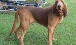 寻血猎犬爆料视频播放,视频播放背后的惊人真相