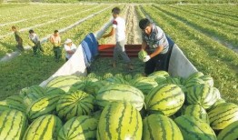 网红王大炮吃瓜图片高清,高清图片揭秘瓜界风云