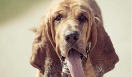 寻血猎犬爆料视频播放,视频播放背后的惊人真相