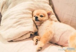 娱乐吃瓜君傻狗日常,傻狗日常的欢乐盛宴