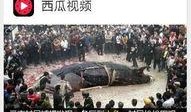 西瓜视频怎么爆料新闻,如何高效爆料新闻事件